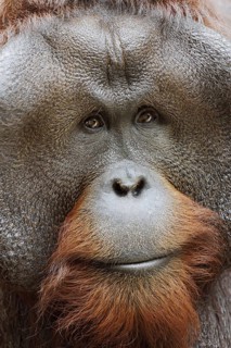Bornean orangutan (Pongo pygmaeus), male, portrait, captive, occurring on Borneo
