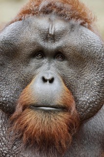 Bornean orangutan (Pongo pygmaeus), male, portrait, captive, occurring on Borneo
