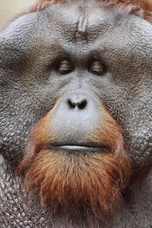 Bornean orangutan (Pongo pygmaeus), male, portrait, captive, occurring on Borneo