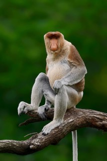 Proboscis monkey (Nasalis larvatus), male, captive, occurring on Borneo