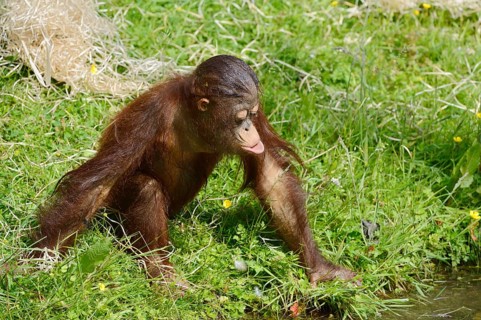 Bornean orangutan (Pongo pygmaeus), juvenile, captive, endemic to Borneo