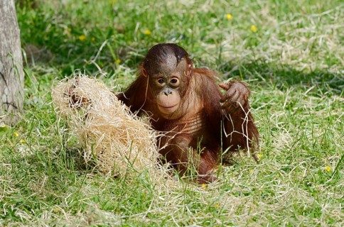 Bornean orangutan (Pongo pygmaeus), juvenile, captive, endemic to Borneo