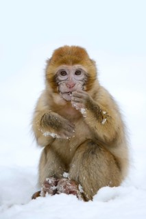 Barbary macaque or magot (Macaca sylvanus), young animal in winter, Morocco