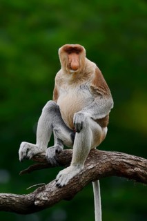 Proboscis monkey (Nasalis larvatus), male, captive, occurring on Borneo