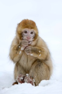 Barbary macaque or magot (Macaca sylvanus), young animal in winter, Morocco