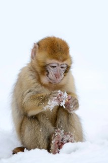 Barbary macaque or magot (Macaca sylvanus), young animal in winter, Morocco