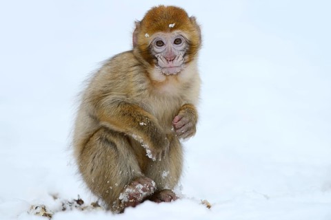 Barbary macaque or magot (Macaca sylvanus), young animal in winter, Morocco