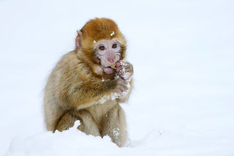 Barbary macaque or magot (Macaca sylvanus), young animal in winter, Morocco