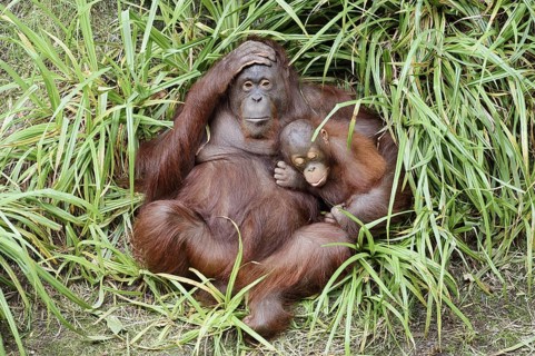 Bornean orangutan (Pongo pygmaeus), female with young, captive, occurring on Borneo