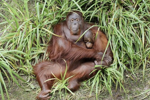 Bornean orangutan (Pongo pygmaeus), female with young, captive, occurring on Borneo