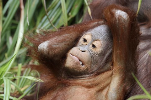 Bornean orangutan (Pongo pygmaeus), juvenile, captive, native to Borneo