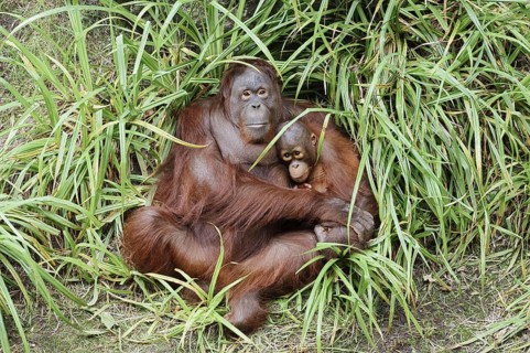Bornean orangutan (Pongo pygmaeus), female with young, captive, occurring on Borneo