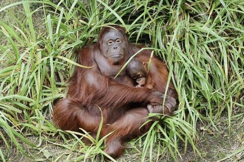 Bornean orangutan (Pongo pygmaeus), female with young, captive, occurring on Borneo