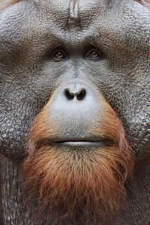Bornean orangutan (Pongo pygmaeus), male, portrait, captive, occurring on Borneo