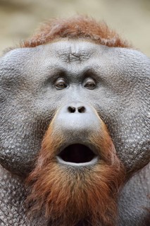 Bornean orangutan (Pongo pygmaeus), yawning male, portrait, captive, occurring on Borneo