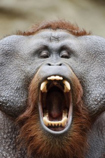 Bornean orangutan (Pongo pygmaeus), yawning male, portrait, captive, occurring on Borneo