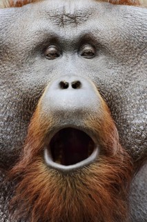 Bornean orangutan (Pongo pygmaeus), yawning male, portrait, captive, occurring on Borneo