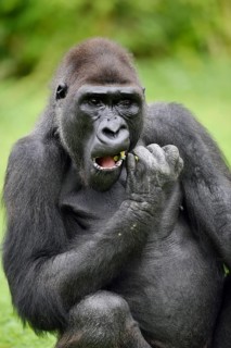 Western lowland gorilla (Gorilla gorilla gorilla), feeding male, captive, occurring in Africa