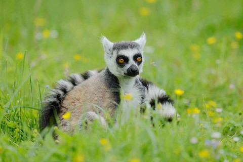 Catta (Lemur catta), Germany, captive, native to Madagascar