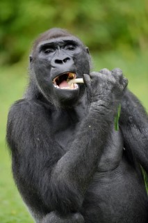Western lowland gorilla (Gorilla gorilla gorilla), feeding male, captive, occurring in Africa