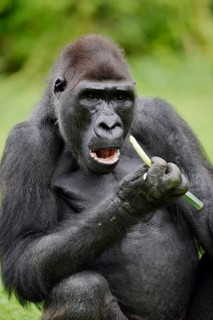 Western lowland gorilla (Gorilla gorilla gorilla), feeding male, captive, occurring in Africa