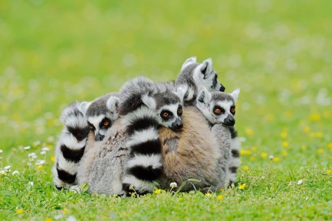 Catta (Lemur catta), group sitting in a meadow, captive, native to Madagascar