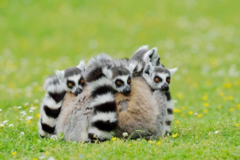 Catta (Lemur catta), group sitting in a meadow, captive, native to Madagascar