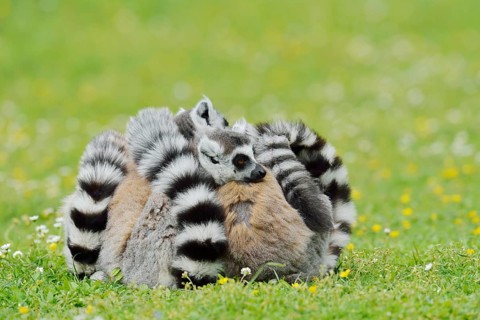 Catta (Lemur catta), group sitting in a meadow, captive, native to Madagascar