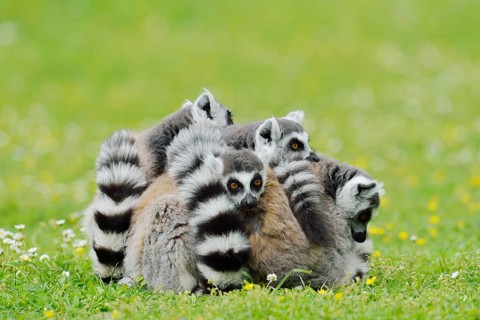 Catta (Lemur catta), group sitting in a meadow, captive, native to Madagascar