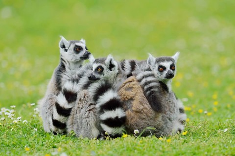 Catta (Lemur catta), group sitting in a meadow, captive, native to Madagascar