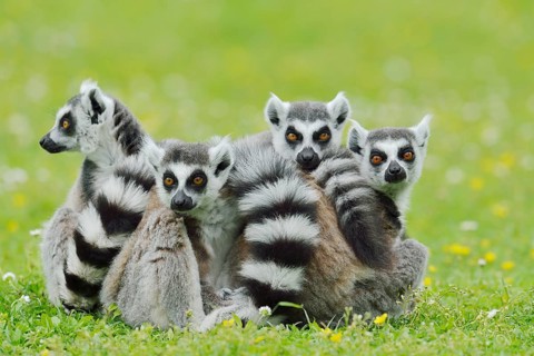 Catta (Lemur catta), group sitting in a meadow, captive, native to Madagascar