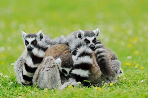 Catta (Lemur catta), group sitting in a meadow, captive, native to Madagascar