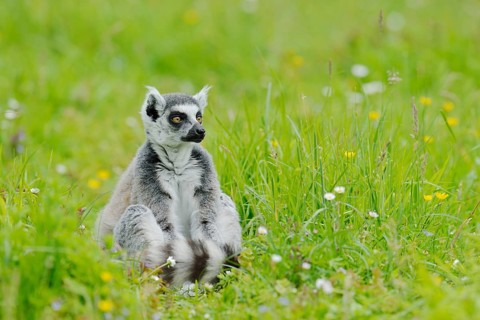 Catta (Lemur catta), captive, occurring in Madagascar