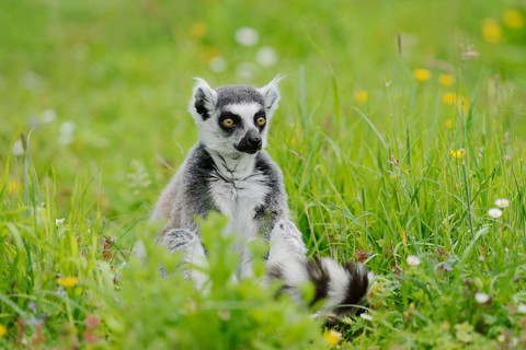 Catta (Lemur catta), captive, occurring in Madagascar
