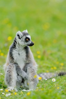 Catta (Lemur catta), captive, occurring in Madagascar