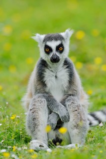 Catta (Lemur catta), captive, occurring in Madagascar