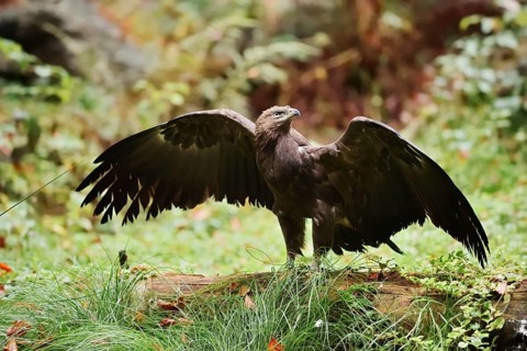 Lesser spotted eagle or Pomeranian eagle (Clanga pomarina, Aquila pomarina) standing on a tree