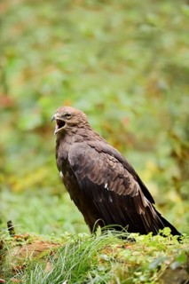 Lesser spotted eagle or Pomeranian eagle (Clanga pomarina, Aquila pomarina) calling, Germany