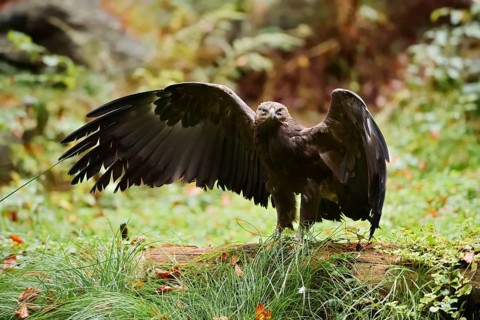 Lesser spotted eagle or Pomeranian eagle (Clanga pomarina, Aquila pomarina) standing on a tree