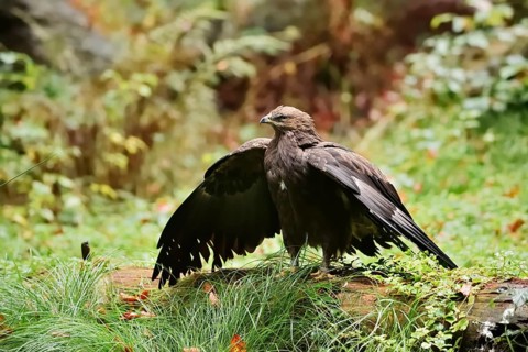Lesser spotted eagle or Pomeranian eagle (Clanga pomarina, Aquila pomarina) standing on a tree