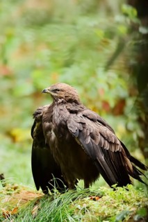 Lesser spotted eagle or Pomeranian eagle (Clanga pomarina, Aquila pomarina), Germany