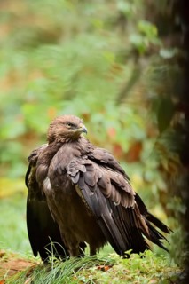 Lesser spotted eagle or Pomeranian eagle (Clanga pomarina, Aquila pomarina), Germany