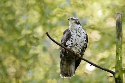 Honey buzzard (Pernis apivorus), Bavaria, Germany