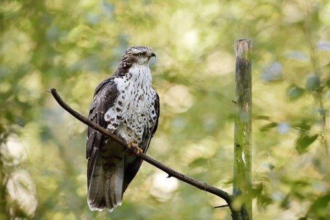 Honey buzzard (Pernis apivorus), Bavaria, Germany