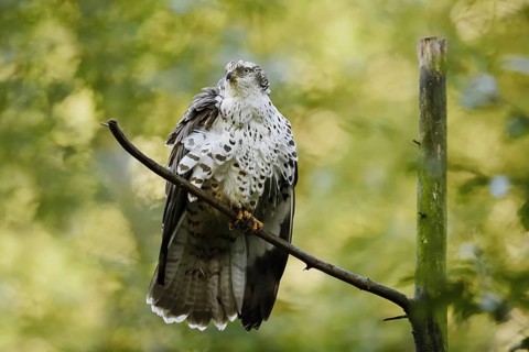 Honey buzzard (Pernis apivorus), Bavaria, Germany