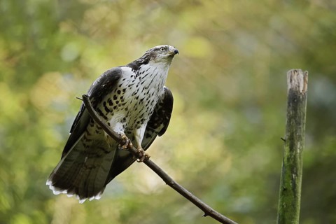 Honey buzzard (Pernis apivorus), Bavaria, Germany