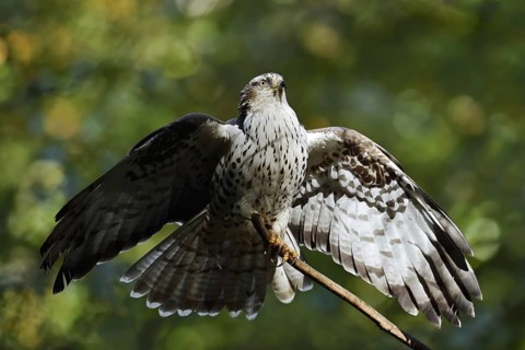 Honey buzzard (Pernis apivorus), Bavaria, Germany