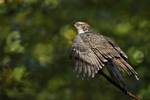 Honey buzzard (Pernis apivorus), Bavaria, Germany