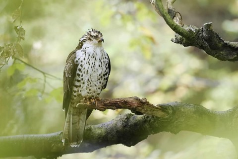 Honey buzzard (Pernis apivorus) sitting on a branch, Bavaria, Germany
