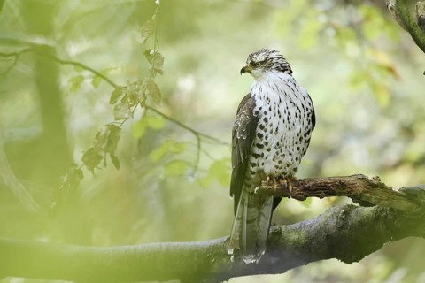 Honey buzzard (Pernis apivorus) sitting on a branch, Bavaria, Germany